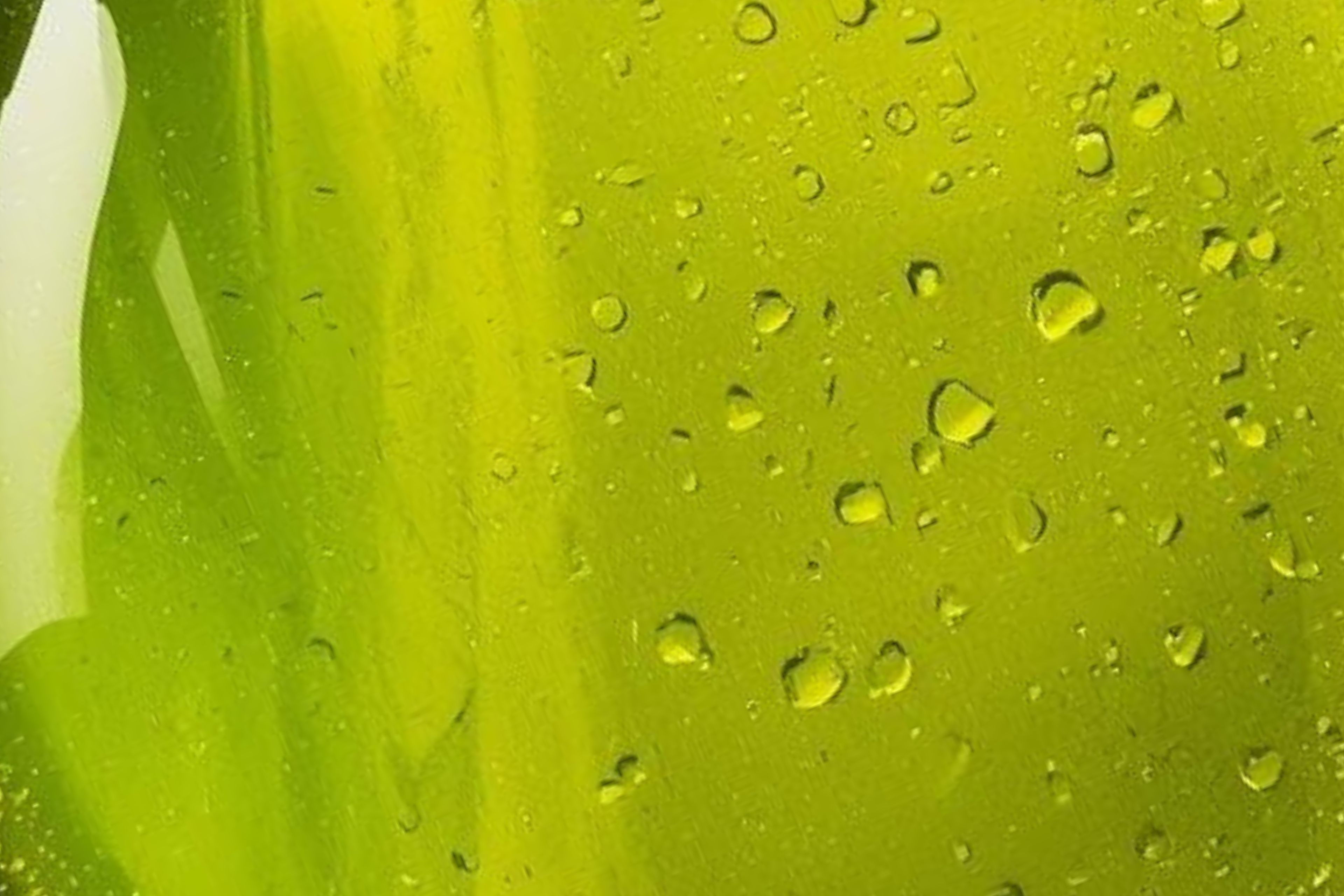 Kräuteröle wie aus der Profiküche